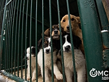 Омичи могут спасти питомцев не только от жары, но и от голода