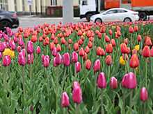 В Воронеже появятся новые цветочные клумбы