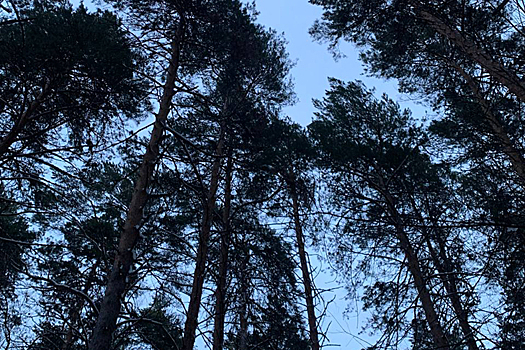 Петицию в защиту Инюшенского бора создали жители Новосибирска