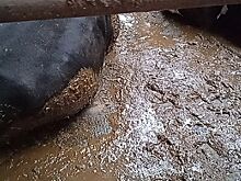 Текслера просят помочь убрать за коровами