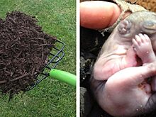 Парень нашел в мешке с удобрениями маленькое существо. Он был удивлен, когда зверек вырос