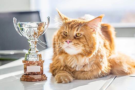 Коты-рекордсмены из Книги рекордов Гиннеса