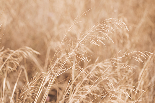 «Коммерсант»: госфонд собирается купить до 7 млн тонн зерна