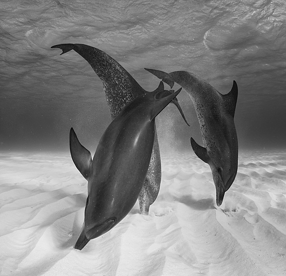 Охота дельфинов на Багамах
