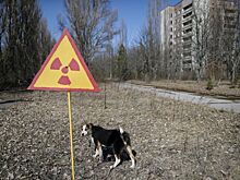 Ученые изучили мутировавших псов в Чернобыле