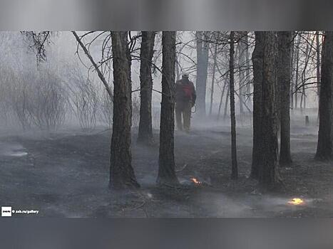 Три лесных пожара ликвидировали за последние сутки