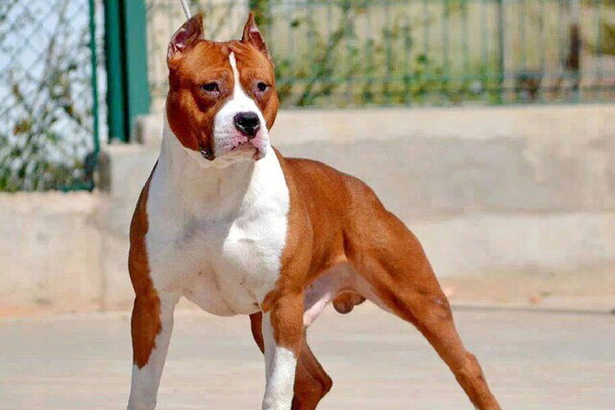 Россиянин оказался в реанимации после нападения собственного пса в лифте