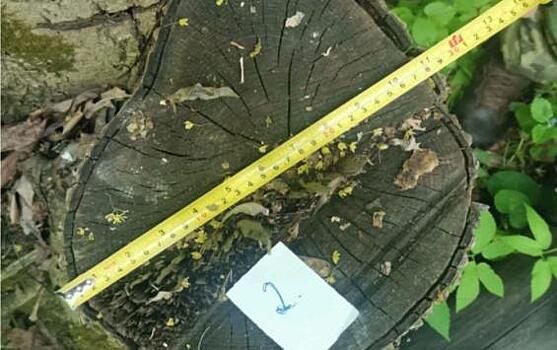 В Курской области москвич незаконно нарубил деревьев на 41 миллион рублей