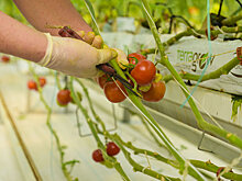 Минсельхоз: нужны прямые договоры производителей с курортами