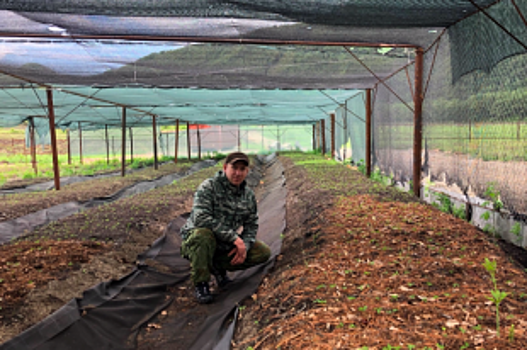 В Приморском крае начнут массово выращивать женьшень