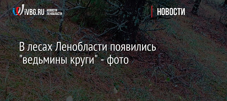 В лесах Ленобласти появились "ведьмины круги" - фото