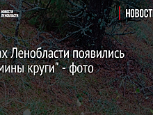 В лесах Ленобласти появились "ведьмины круги" - фото