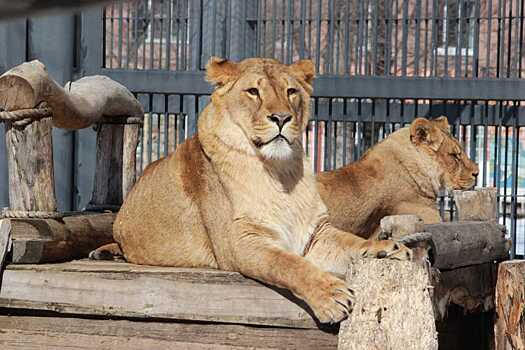 На модернизацию Воронежского зоопарка в 2021 потратили 60 млн. руб