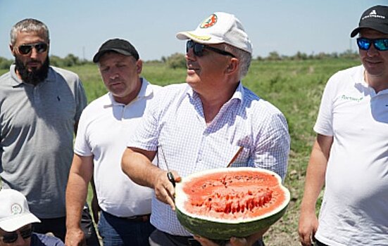 Впервые в Дагестане начали выращивать арбуз с использованием привитой рассады