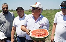 Впервые в Дагестане начали выращивать арбуз с использованием привитой рассады