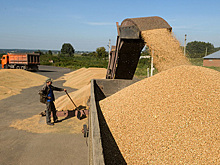 Российская пшеница подорожала