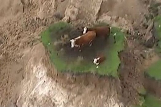 В Сети стали популярны кадры со спасшимися от землетрясения коровами