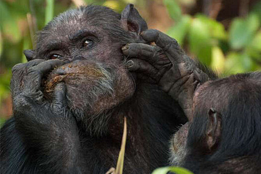 Самец шимпанзе отжался в китайском зоопарке, повторив действия туриста