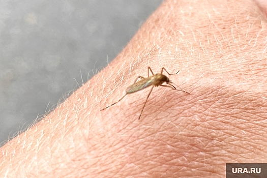 Профессор Никифоров: какую инфекцию переносят мухи и комары в РФ