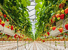 Около 480 человек смогут получить работу на базе нового комплекса по выращиванию ягод в Подмосковье