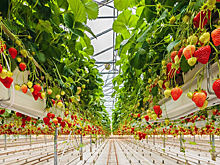 Около 480 человек смогут получить работу на базе нового комплекса по выращиванию ягод в Подмосковье