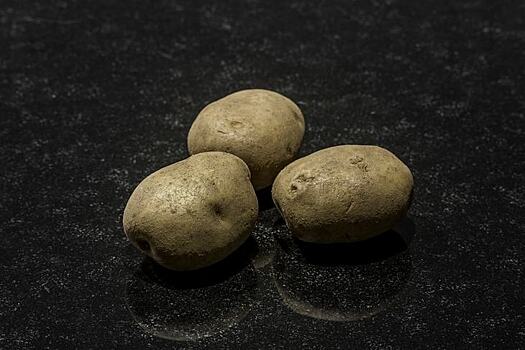 Итоги 2019 по кольцевой бактериальной гнили картофеля в РФ и почему болезнь особенно опасна!