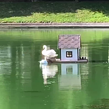 На Патриарших прудах в Москве появился новый лебедь