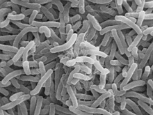 Мошенники пугают липчан фейками о холере