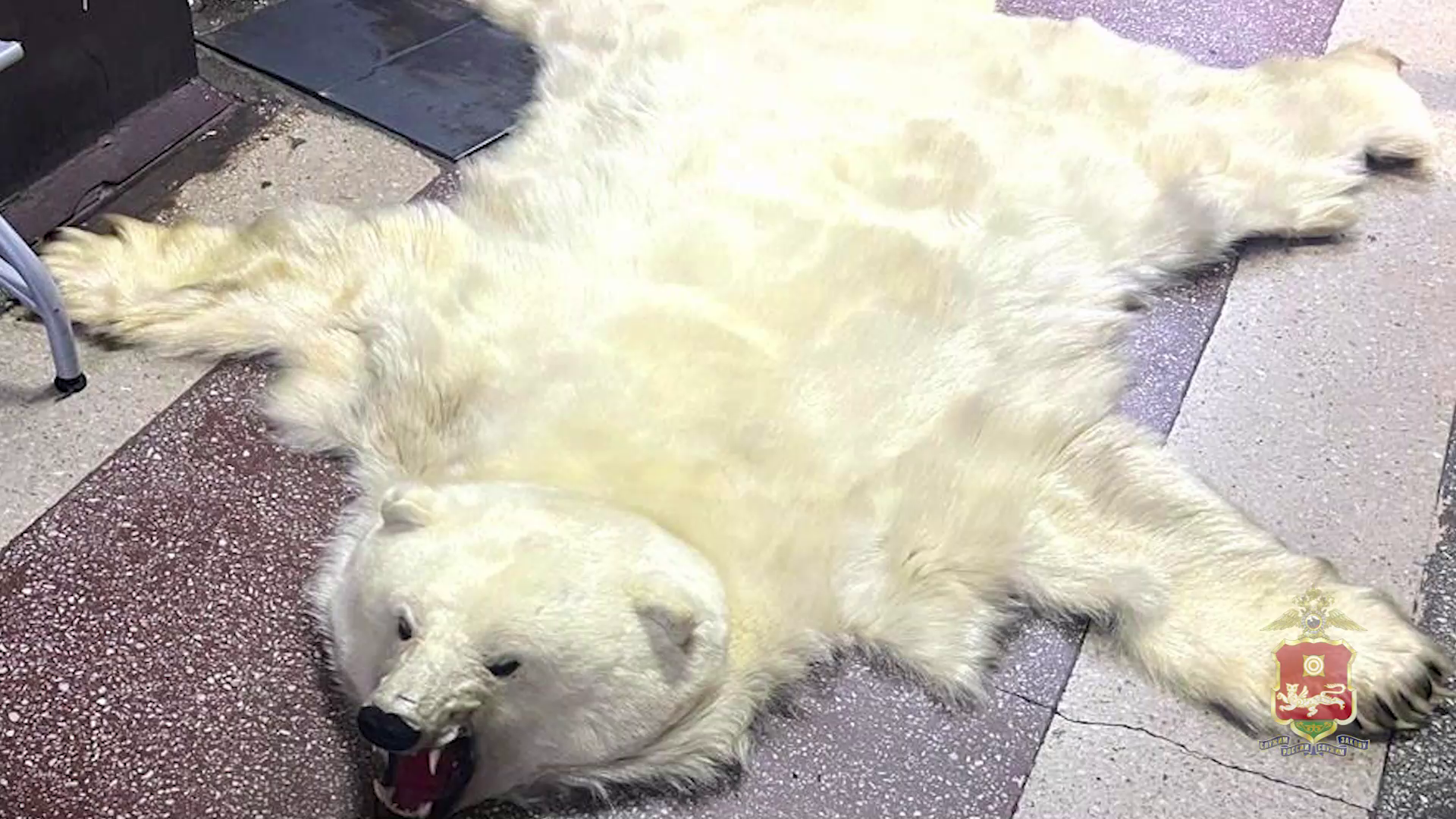 Полиция Абакана изъяла выставленную на продажу шкуру белого медведя, занесённого в Красную книгу