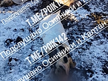 Трупы раскидали по дороге в Кузбассе