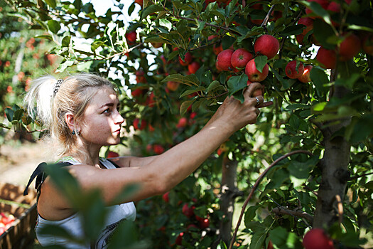 Из-за мобилизации на Украине не хватает рабочих рук для сбора урожая