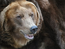 Очевидцы заметили медведя рядом с Красноярской ГЭС