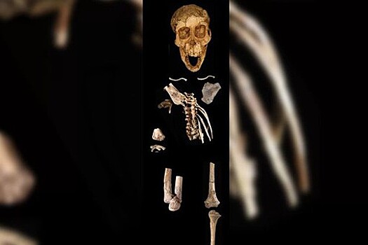 Во время поисков жертвы преподавателя СПБГУ в Мойке нашли скелет человека