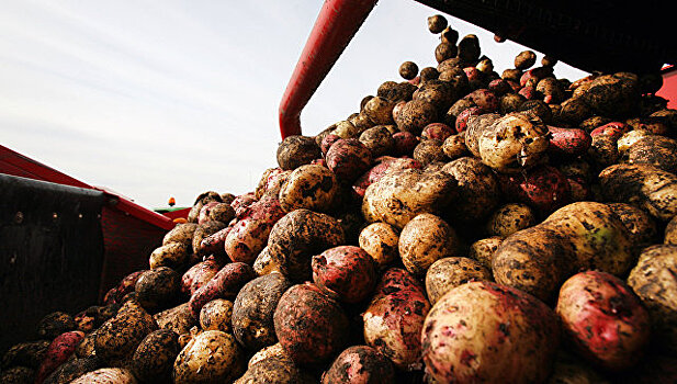 Россия пресекла ввоз зараженного египетского картофеля