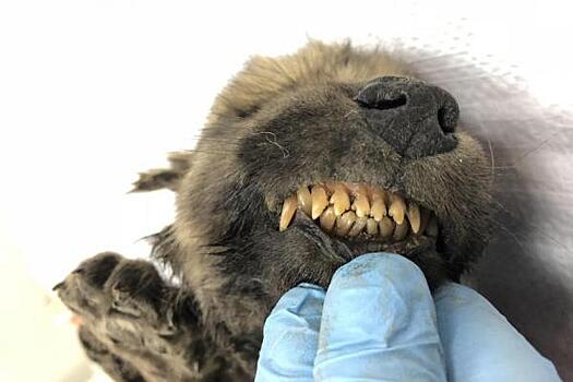 Якутского древнего щенка будут исследовать ученые из Швейцарии