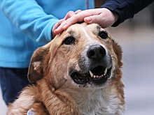 В Самаре участников спецоперации лечат с помощью животных