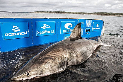 Поймана гигантская акула-людоед