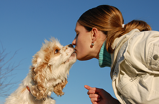 Почему целовать собак - опасно для жизни