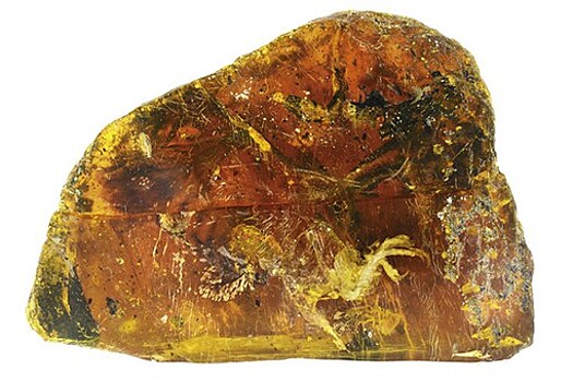 Палеонтологи нашли сохранившегося в янтаре целиком птенца ископаемой птицы