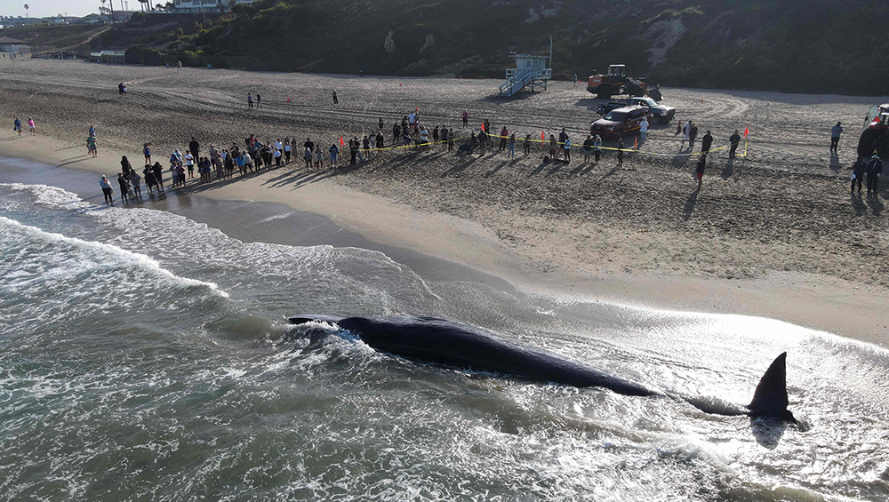 Выяснилось, почему дельфины и киты выбрасываются на берег