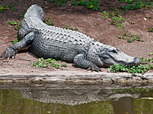 Утробу крокодила сняли на видео