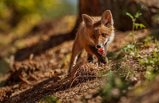 В Благовещенском округе бешеная лисица покусала корову с телятами и собаку