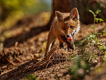 В Благовещенском округе бешеная лисица покусала корову с телятами и собаку