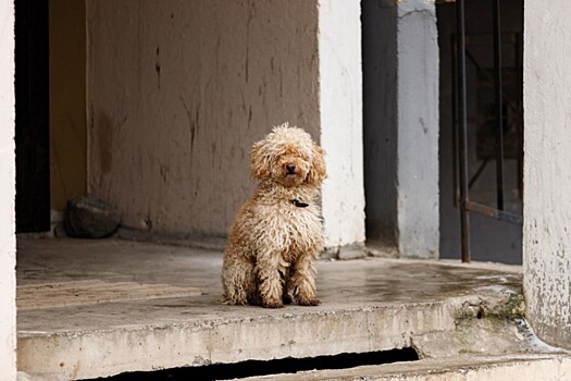 В России появится единый реестр заводчиков домашних животных