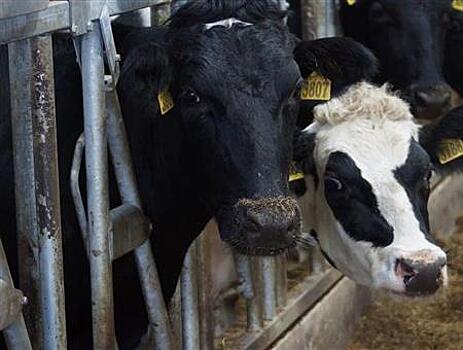 В Самарской области открылась новая молочная ферма