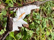 Необычные «ледяные волосы» заметили в лесу под Москвой