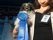 Незабываемые участники конкурса «Самая уродливая собака в мире»: фото