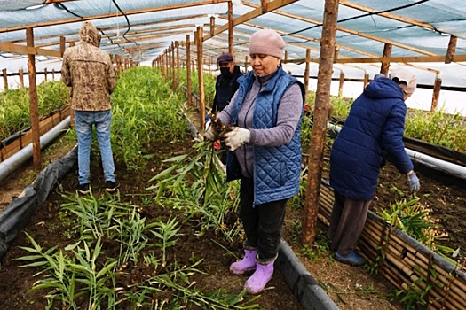 Фермеры в Астраханской области приступили к сбору первого урожая имбиря
