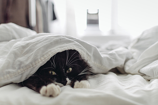 3 причины, почему ваш кот ложится спать рядом с вами