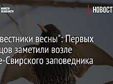 "Предвестники весны": Первых скворцов заметили возле Нижне-Свирского заповедника